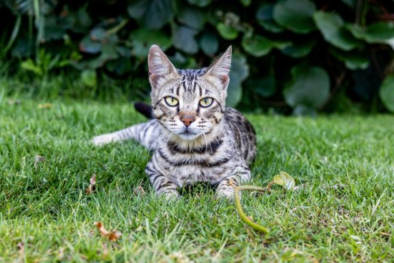Un chat tigré se repose dans l'herbe, regardant attentivement devant lui.