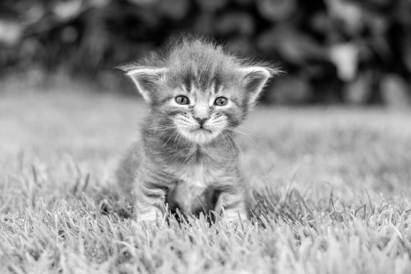 Un chaton mignon aux yeux vifs, assis sur l'herbe verte, en noir et blanc.