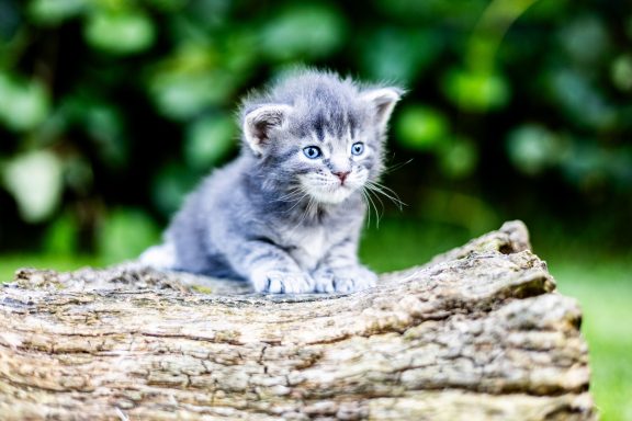 Un chaton gris assis sur une bûche, observant son environnement.