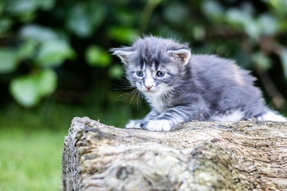 Un chaton gris et blanc assis sur un tronc d'arbre, entouré de feuillage.