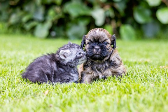 Deux chiots pelucheux jouant dans l'herbe, l'un se frottant à l'autre.