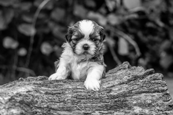 Un chiot au pelage frisé, posé sur un tronc d’arbre, regardant droit devant lui.