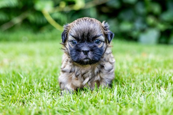 Un chiot au pelage frisé marche sur l'herbe, avec un regard curieux.