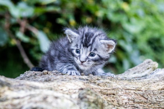 Un chaton gris avec des rayures sur un fond de verdure.