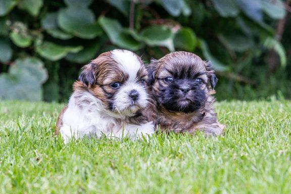 Deux chiots mignons reposent sur l'herbe, avec des pelages doux et des expressions paisibles.