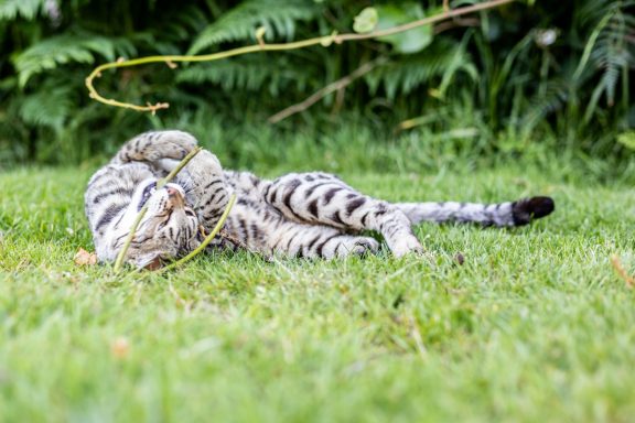 Un léopard jouant avec une branche sur l'herbe.