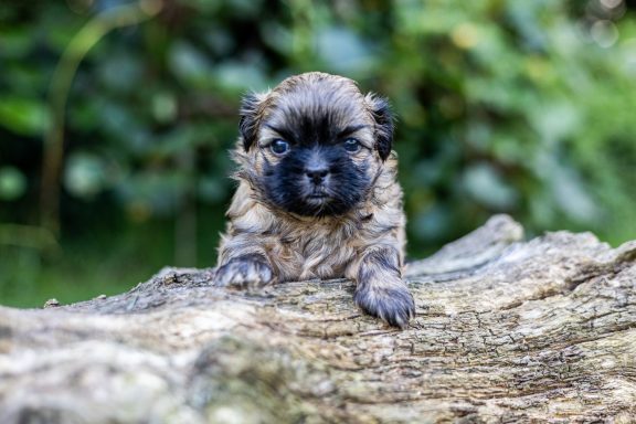 Un chiot mignon aux poils bruns et noirs, posé sur une bûche, devant un arrière-plan verdoyant.