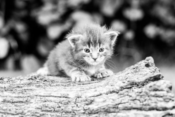 Un chaton gris jouant sur une souche en bois, avec un arrière-plan flou.