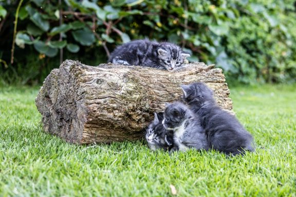 Trois chiots sur une bûche, jouant dans l'herbe verte.